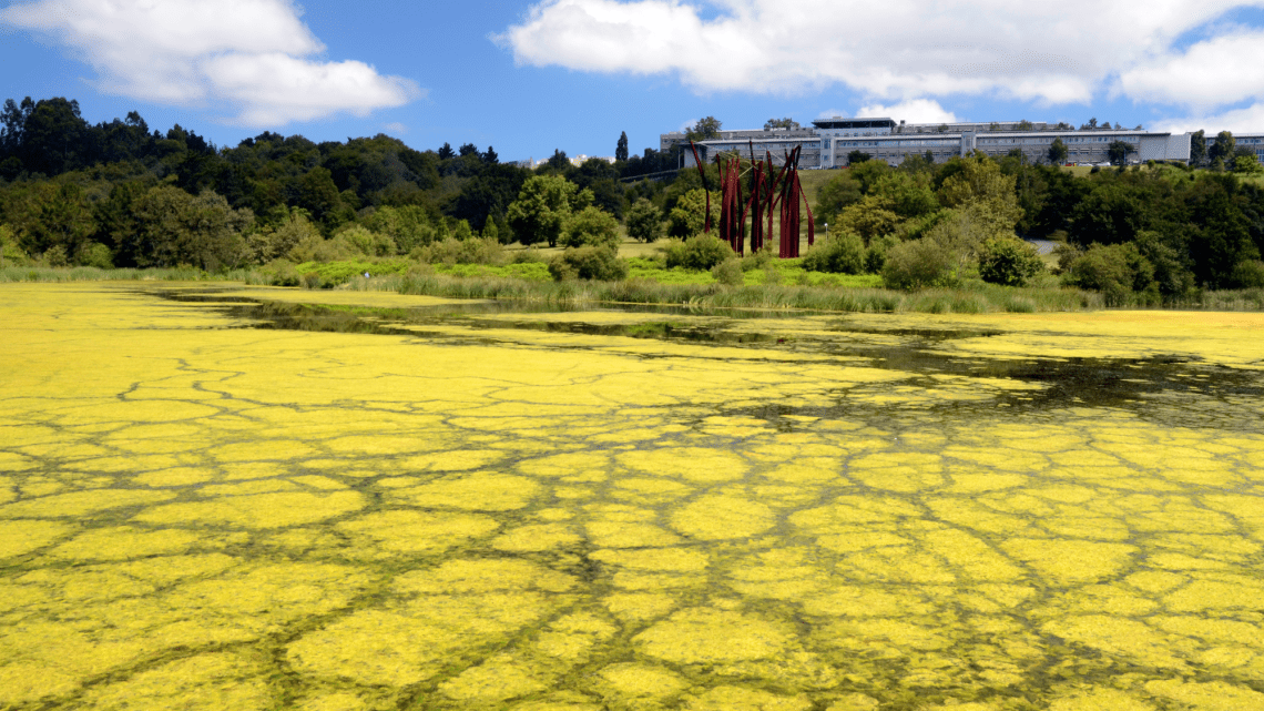 what causes eutrophication